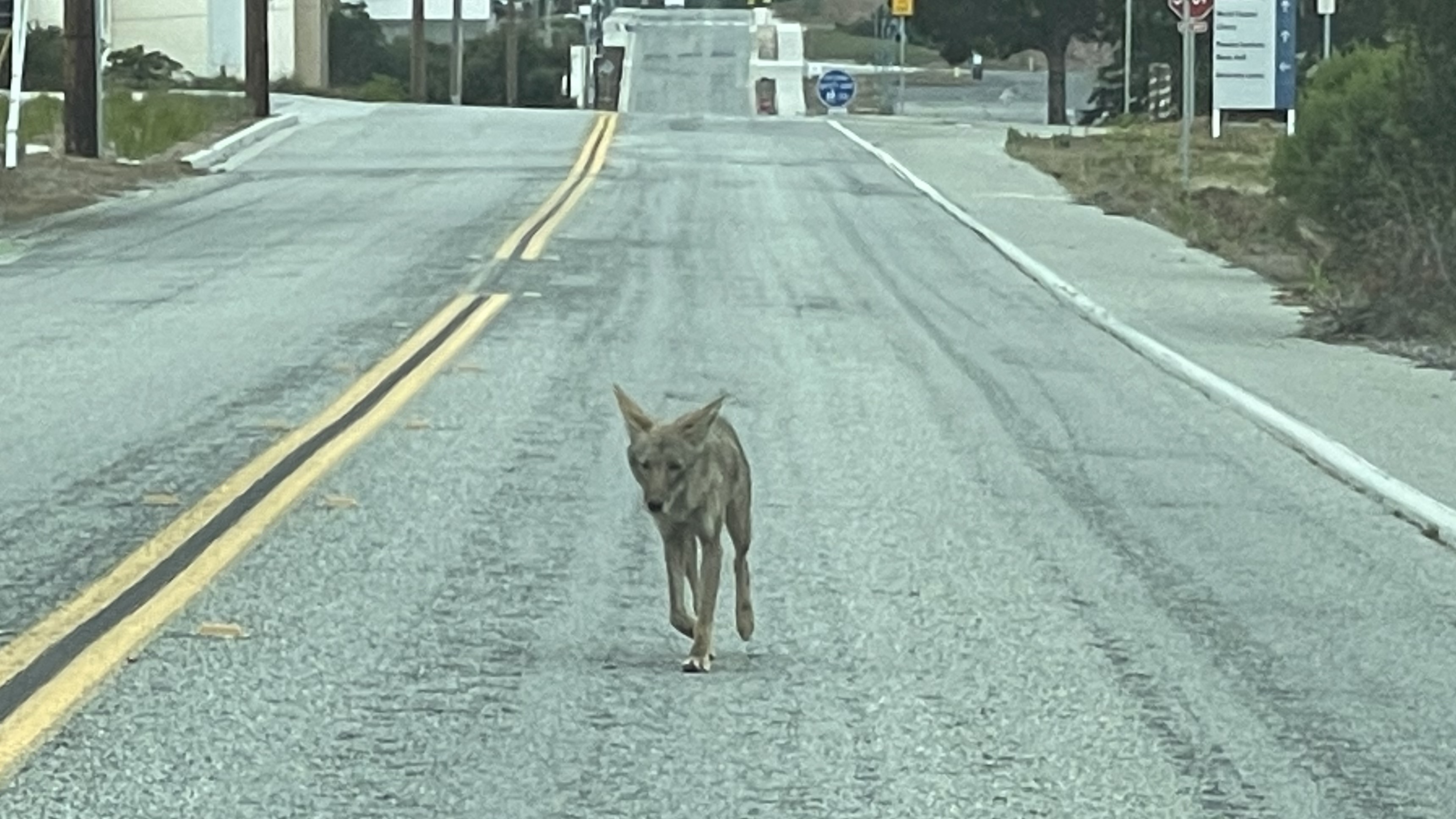 Coyote walking on Inter-Garrison near CSUMB campus