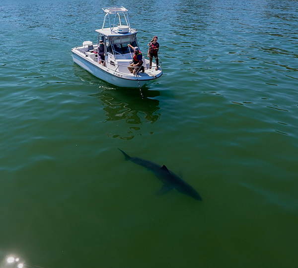 shark tagging from boat