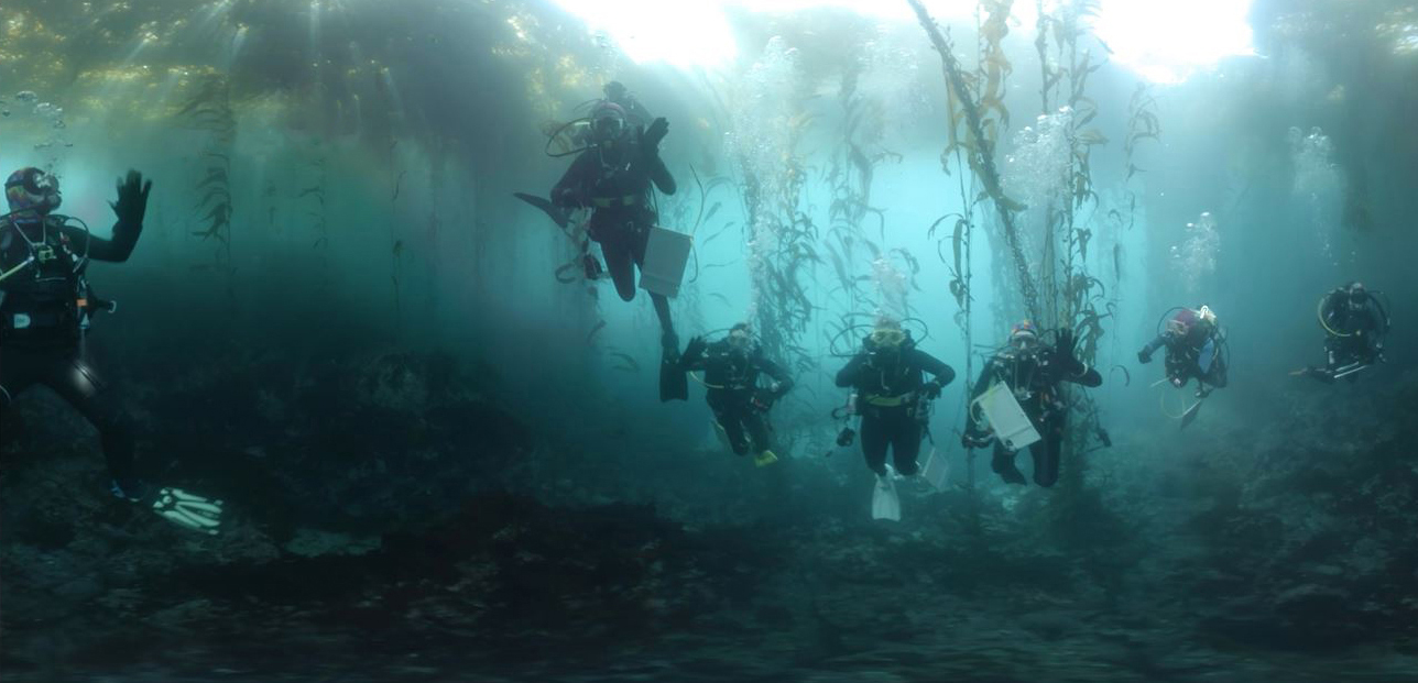 scuba divers in kelpforest