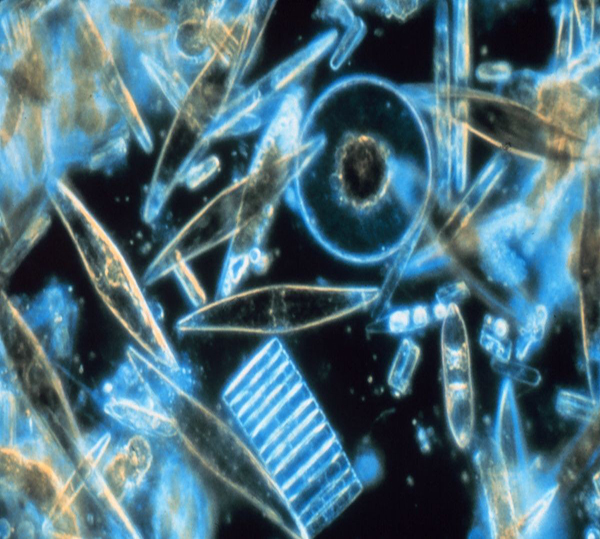cluster of phytoplankton