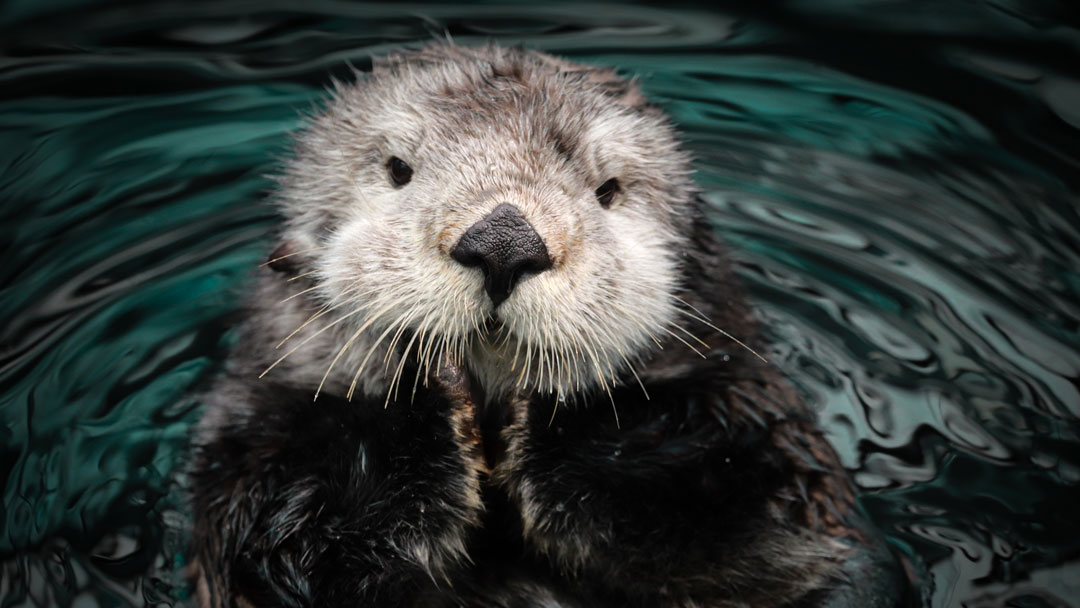 Sea otter in the water