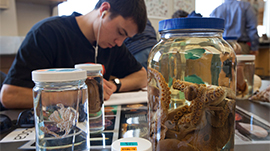 Student working and surround by biological samples of animals