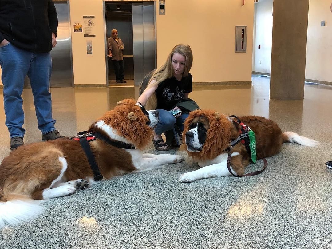 women pets two dogs