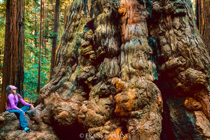 woman sits at base of giant sequoia