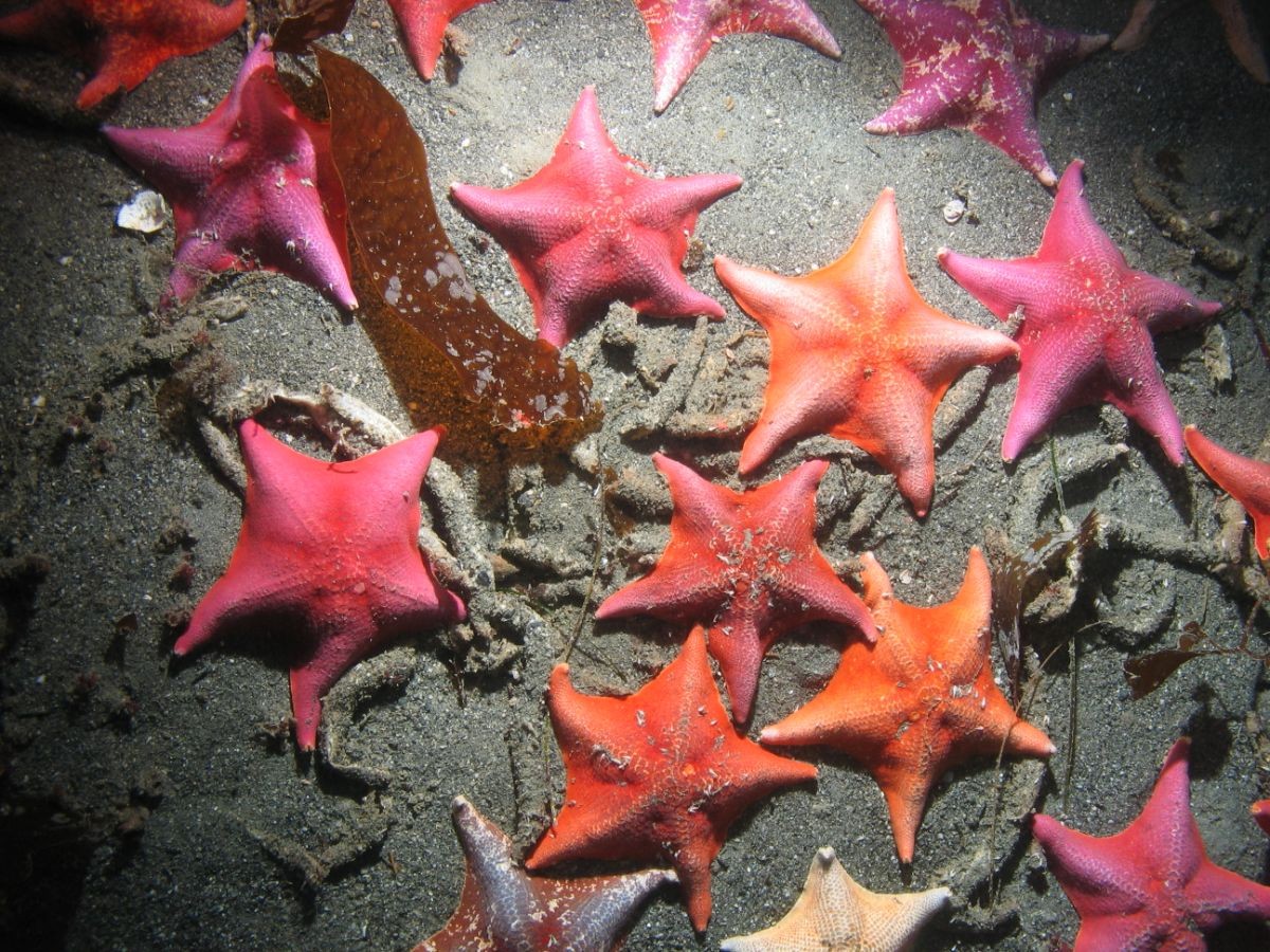 mass of sea stars