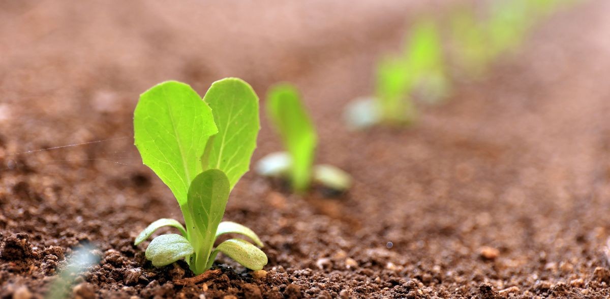 Photo: A row of lettuce sprouts