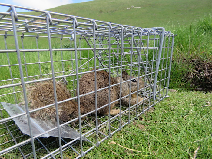 A squirrel resting in a humane small mammal trap
