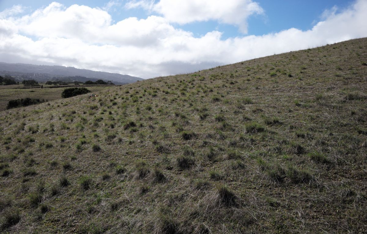 Native bunchgrass in Fort Ord National Monument
