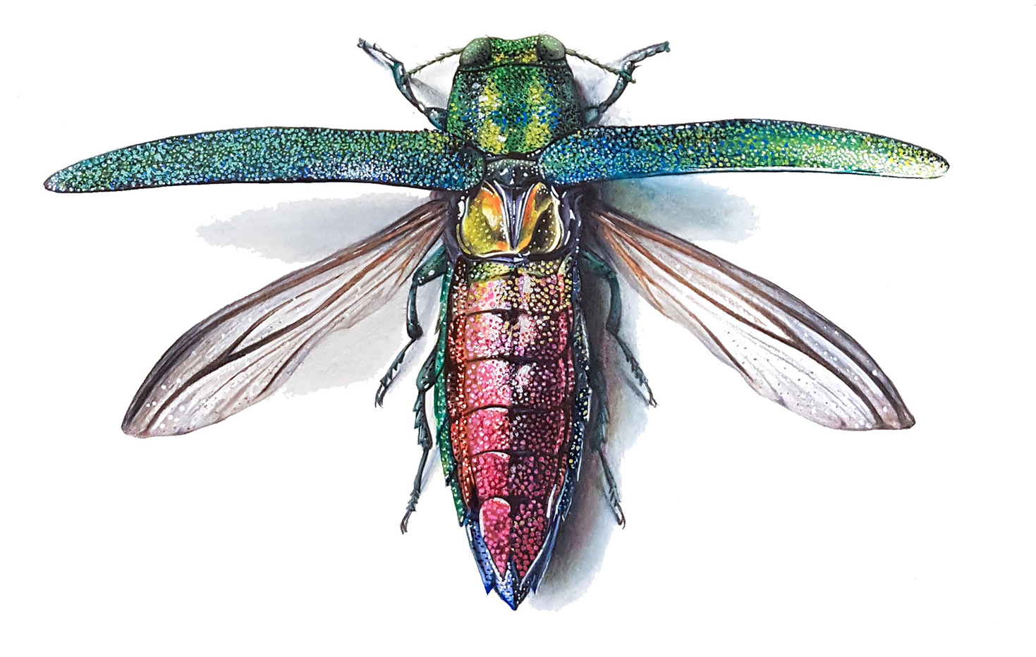 Illustration of an emerald ash borer