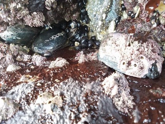 A tide pool at low tide