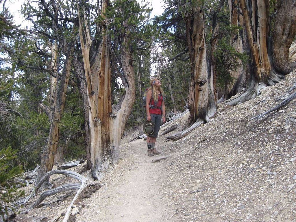 Science students looks up at the top of the tree line