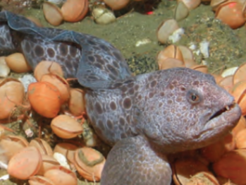 A fish on the seafloor