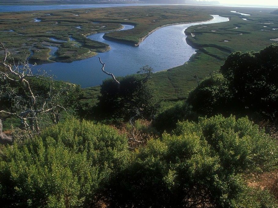 Elkhorn slough winding through a lush habitat