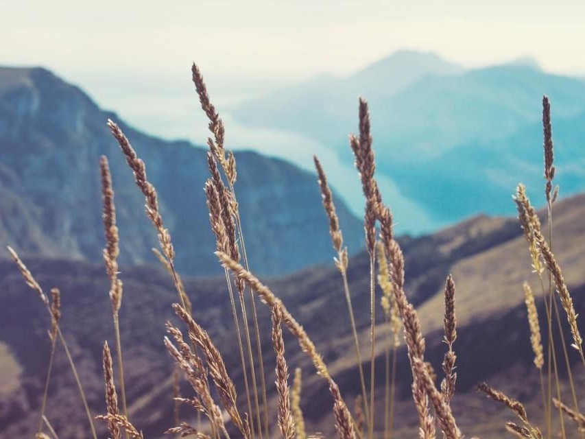 Grass in front of a mountain landscape