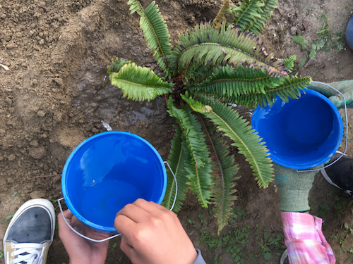 Students planting native plants