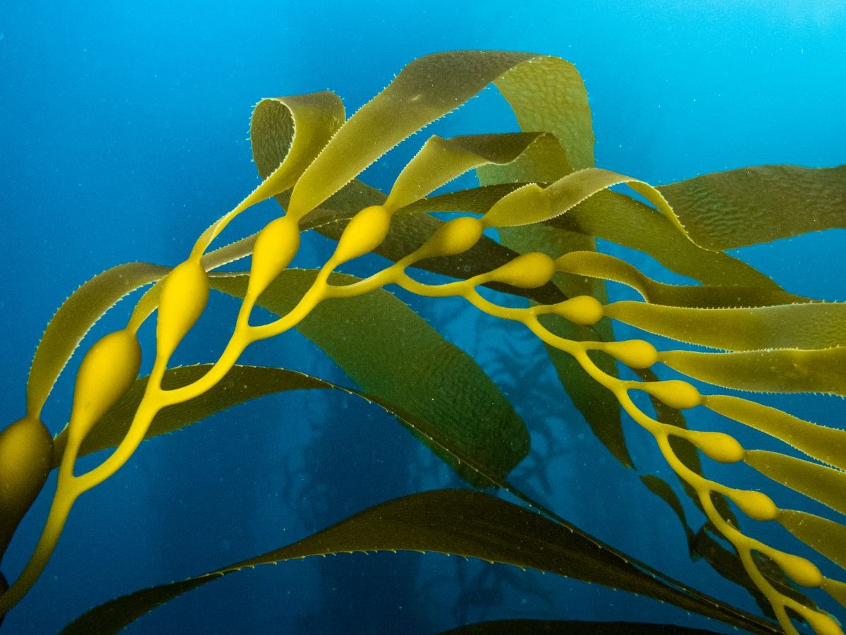 Macrocystis kelp