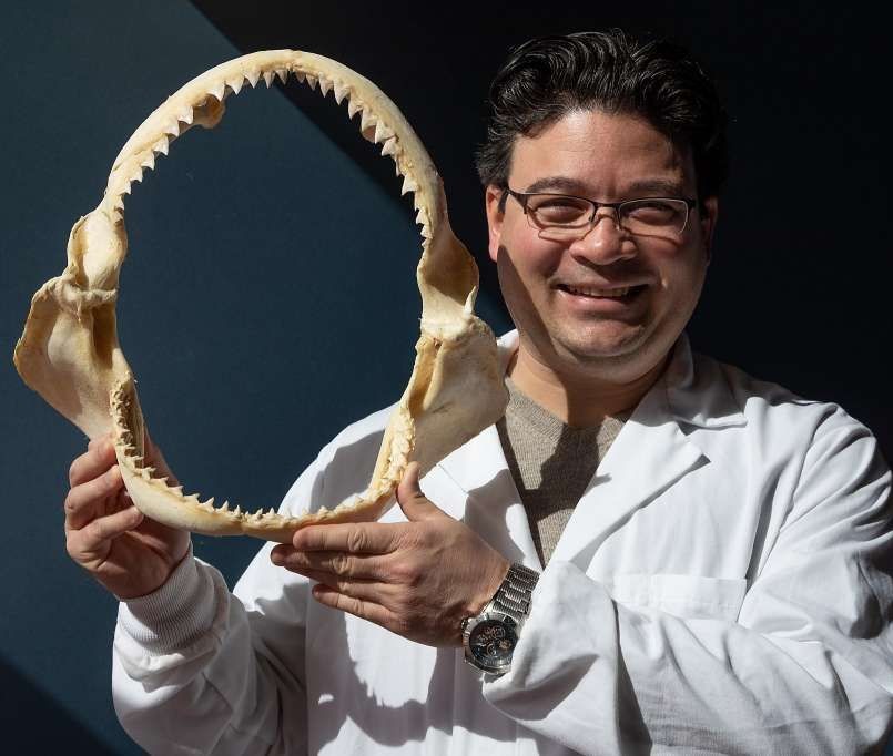 SNS assistant professor Nathaniel Jue holds the jaw of a great white shark.