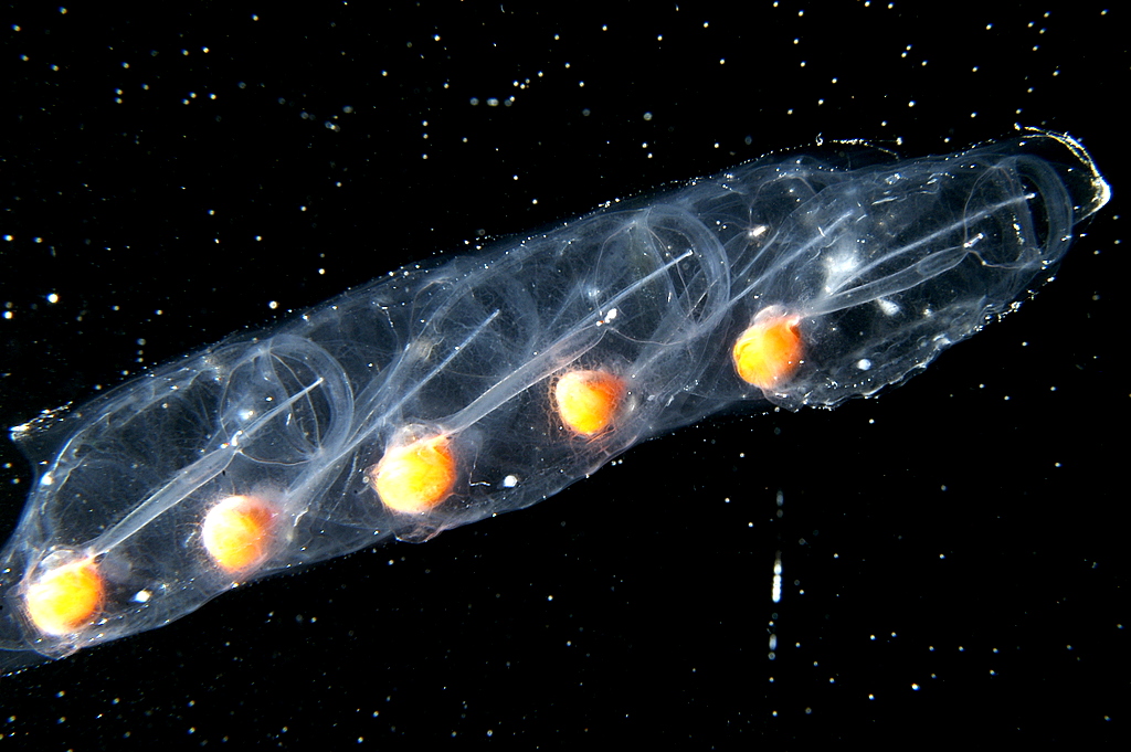 A translucent marine species