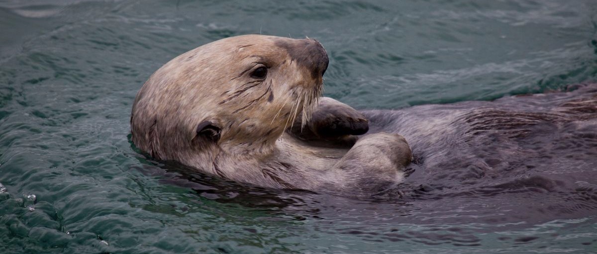 Monterey Otter