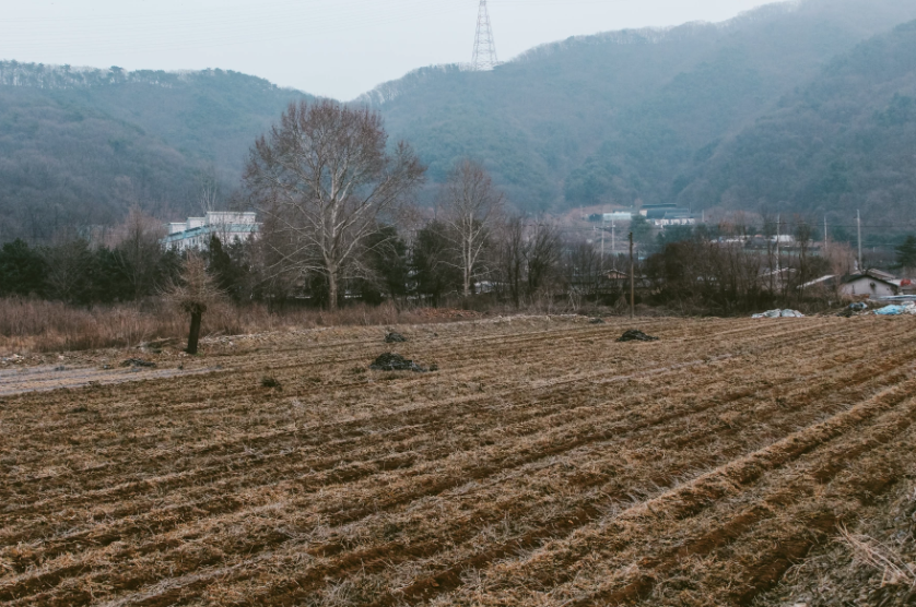 a field in South Korea following a harvest