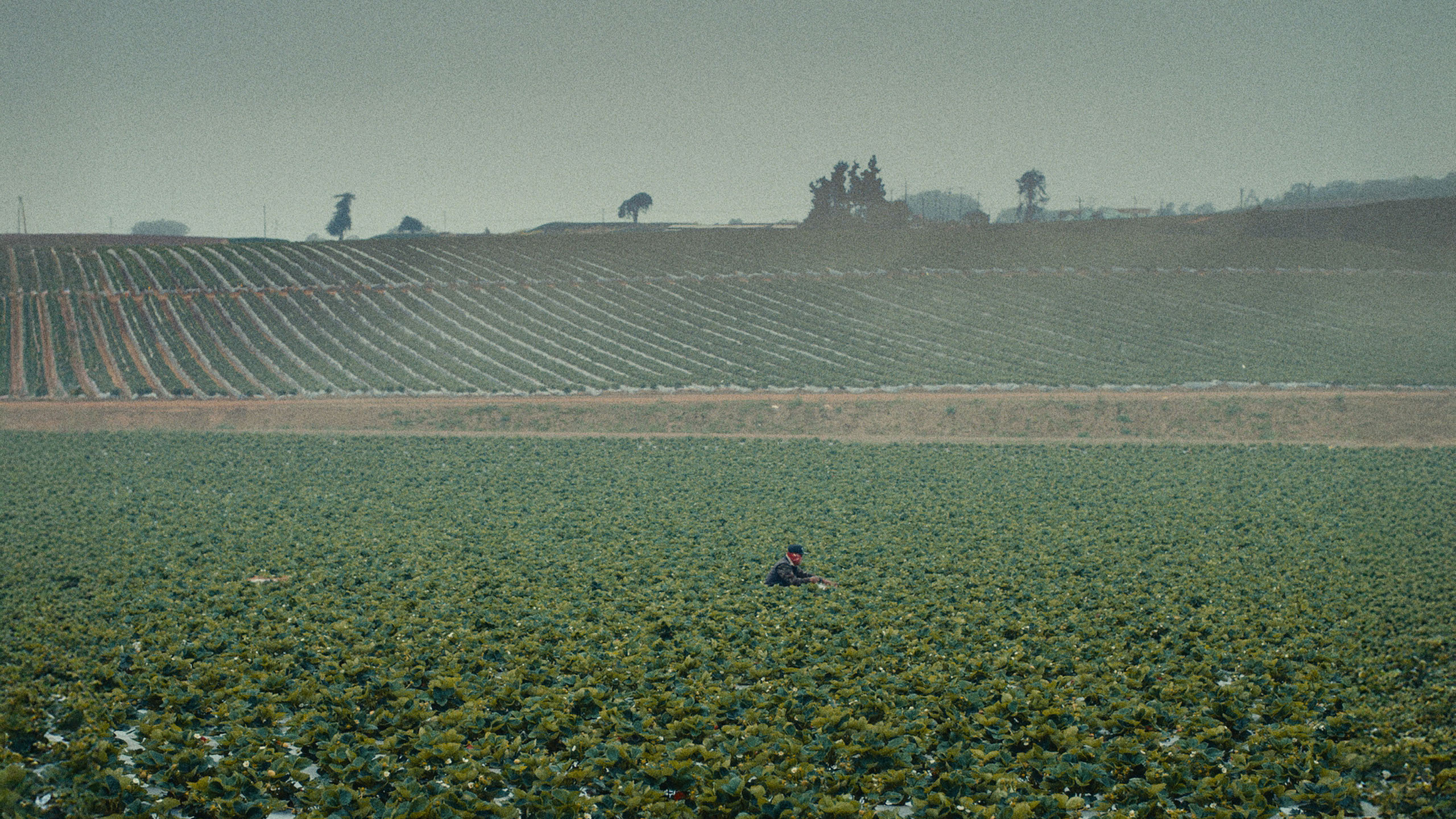 man stands in field in salinas valley