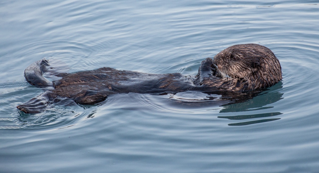 Otter floating in ocean
