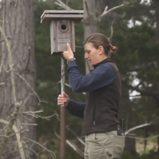 Student installing a bird box