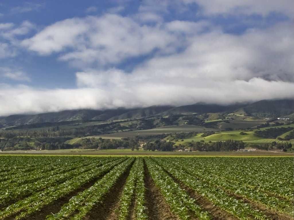 Crops in Salinas Valley