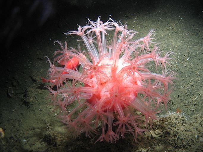 soft coral image
