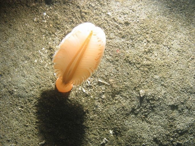 undersea sea pen