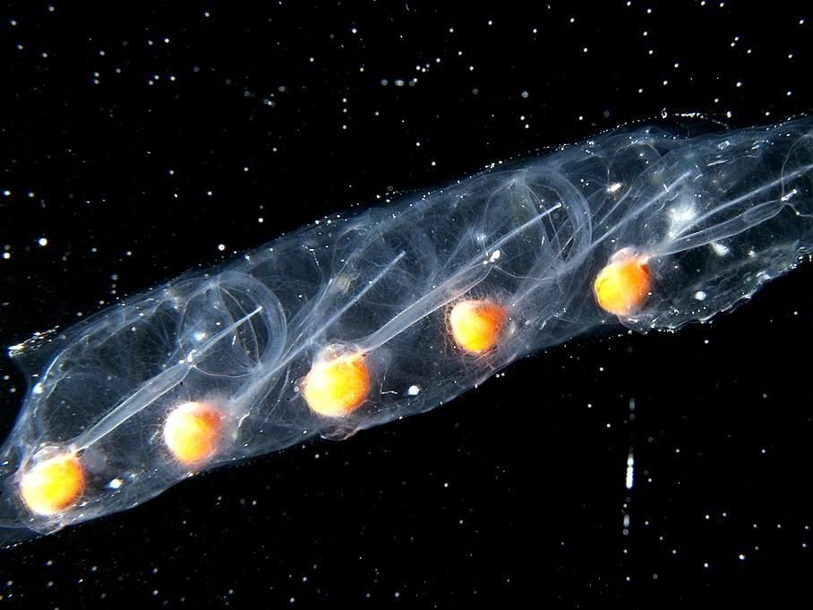 Floating salps