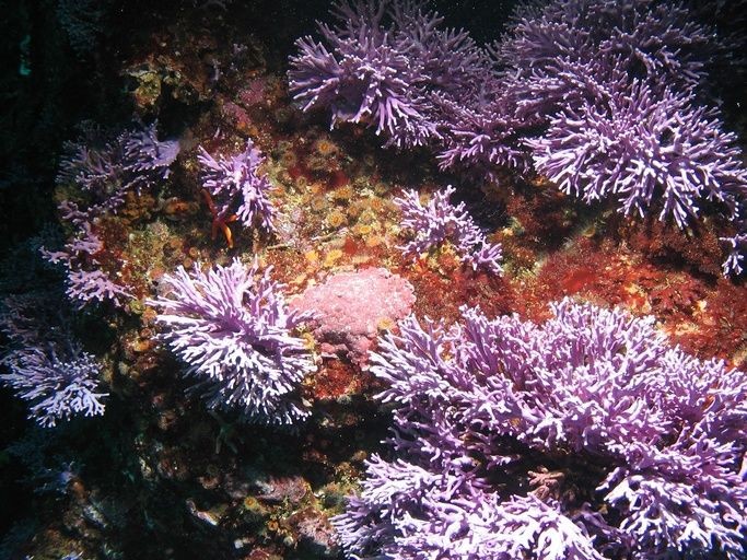 purple coral