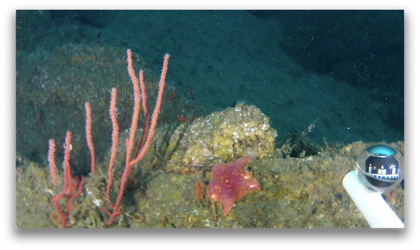 Photo of marine life on rock wall in the head of Carmel Submarine Canyon