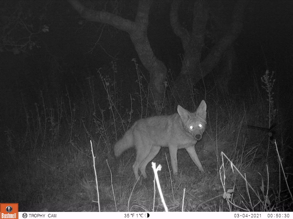 A small coyote walks past a wildlife camera at night