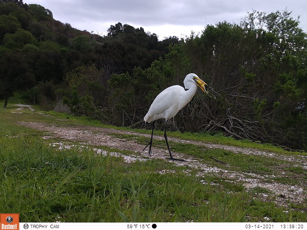 An egret walks with a fish in its mouth