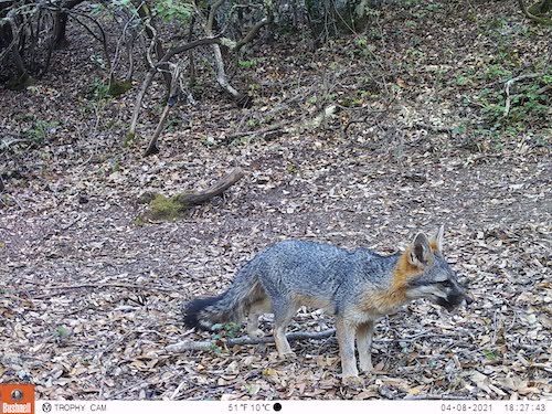 A small fox walks past a wildlife camera