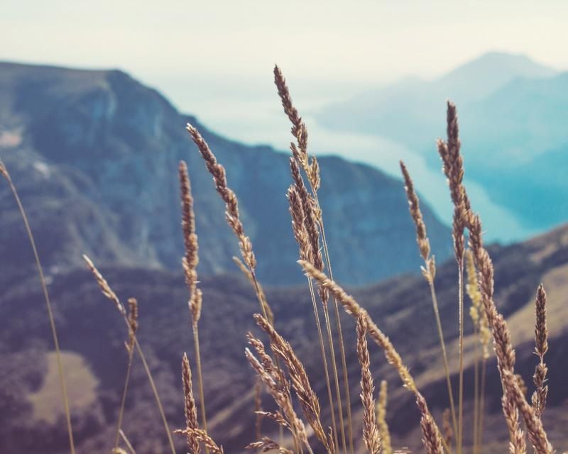 Image of tall grass in front of a mountain range