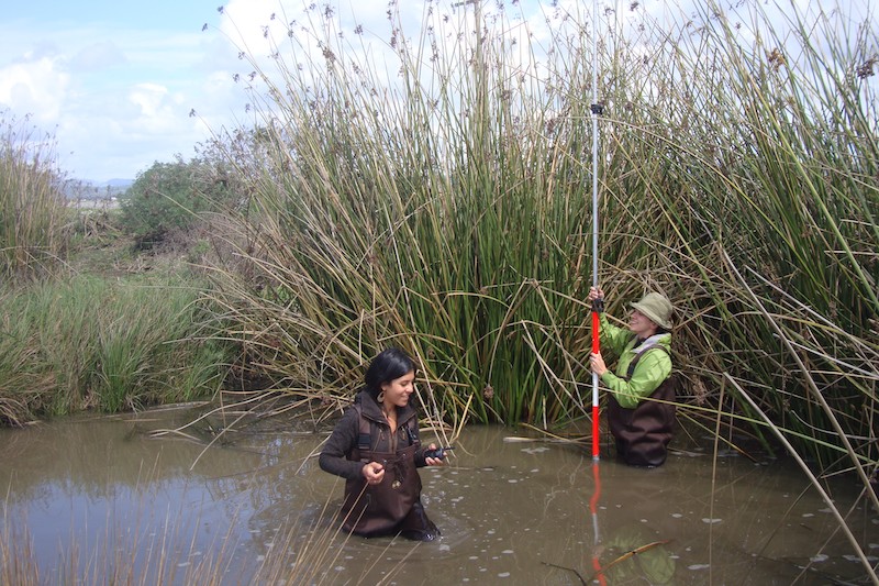 Environmental science undergraduate students take measurements in marsh