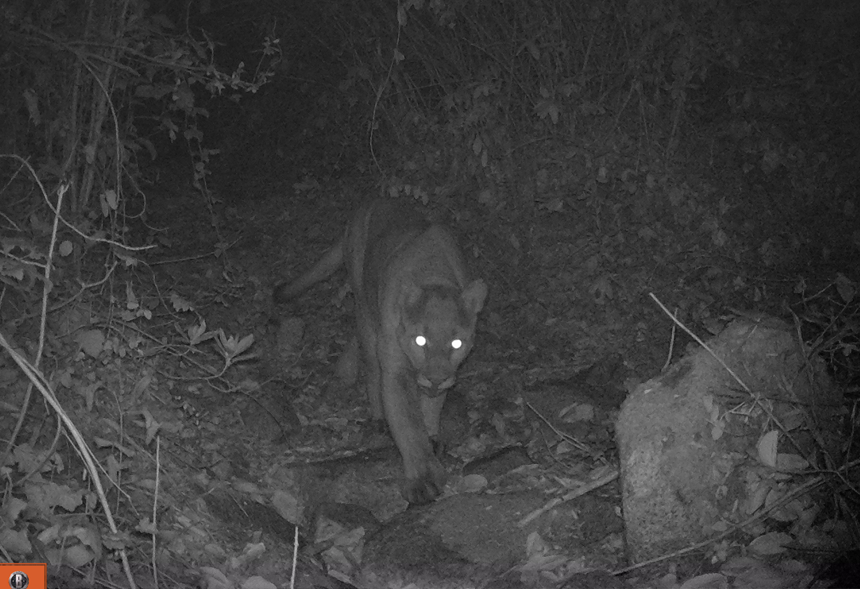 A mountain lion walks near a wildlife camera at night