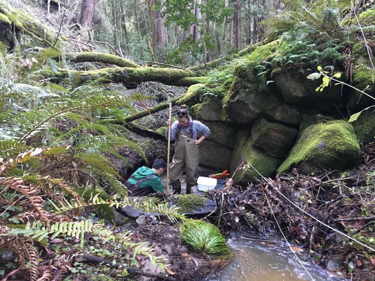 Students sampling a stream