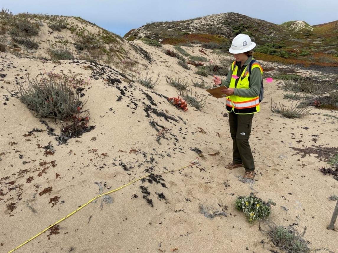 Jessica Sutton conducting field work near a sand dune