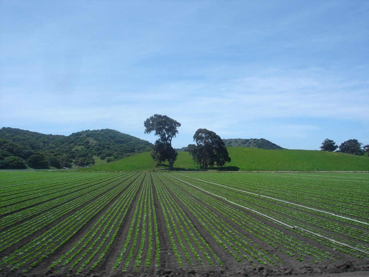 Salinas valley crop