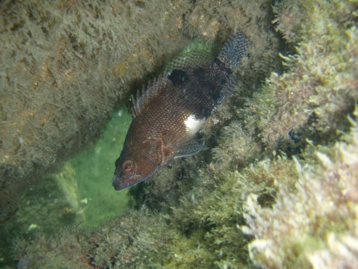 A swimming fish
