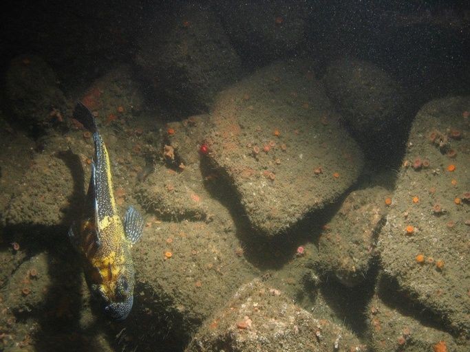 undersea boulders and rockfish
