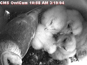 CMS Owl Cam image of parent and young owls inside a nest box