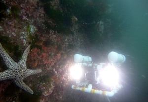Catalina ROV checks out a seastar underneath the Monterey Commercial Wharf