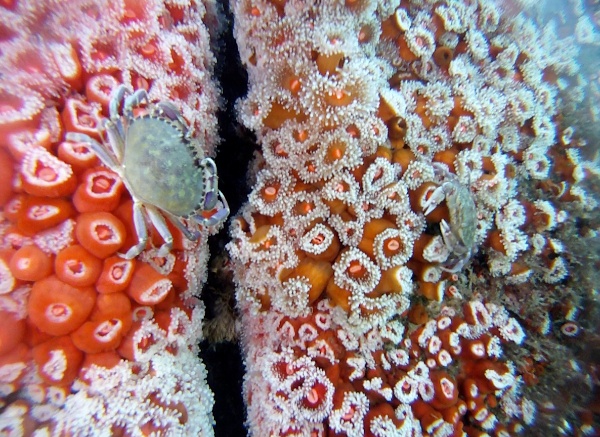 Crabs on top of sea anemones