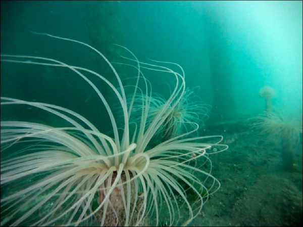 Delicate tube anemones