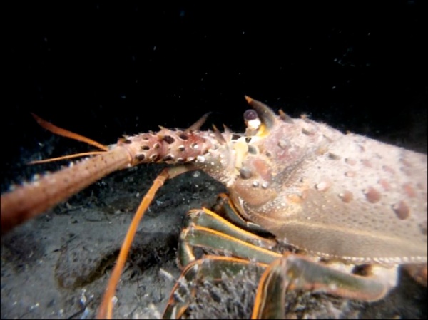 Nocturnal spiny lobster