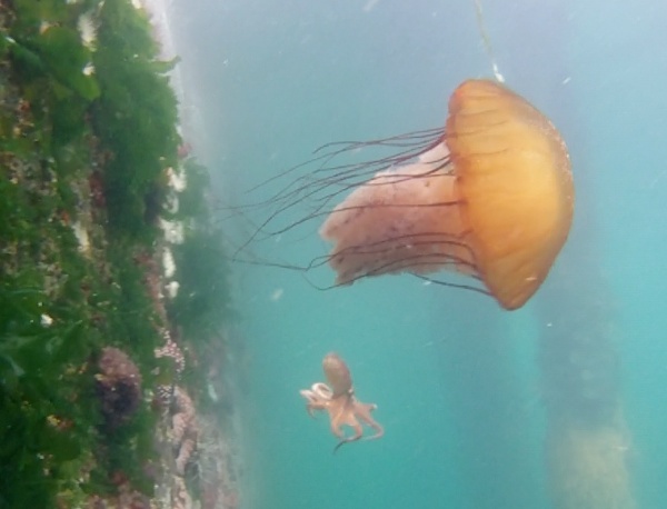 Sea nettle jellyfish and small octopus